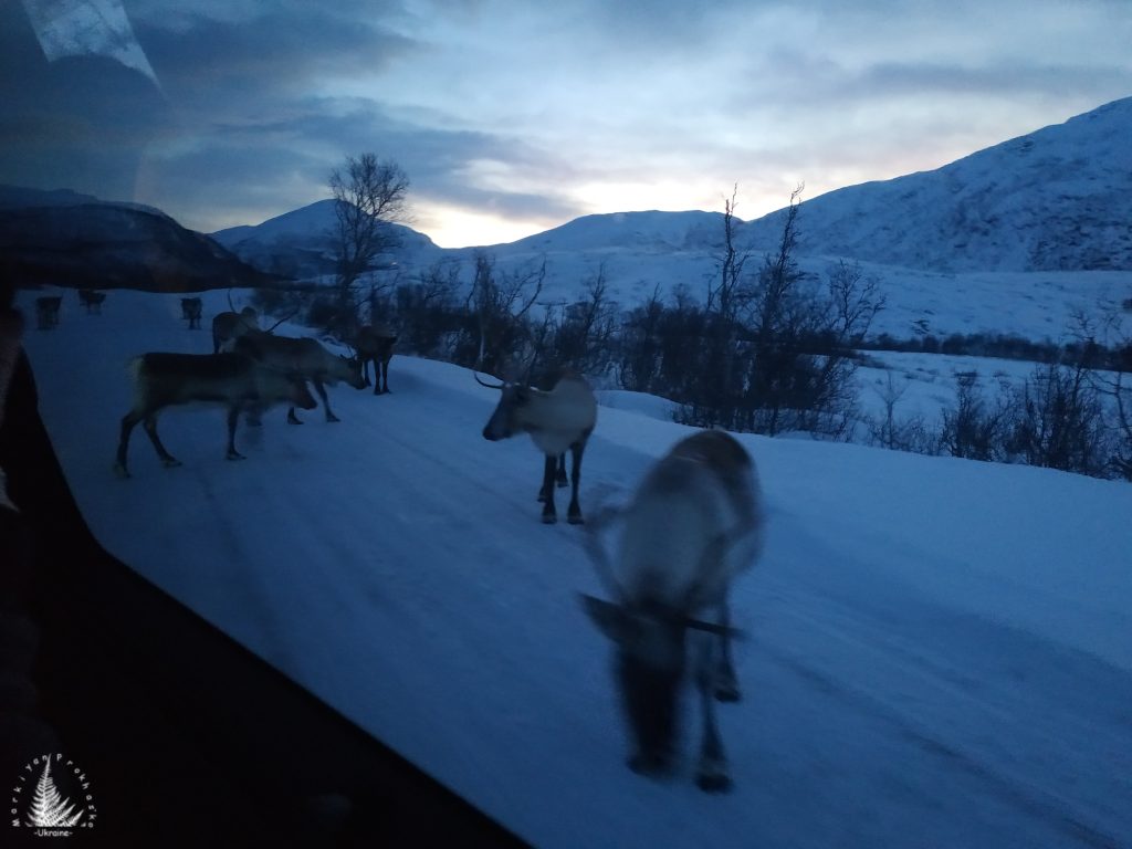 arctic nature, Svalbard reindeer