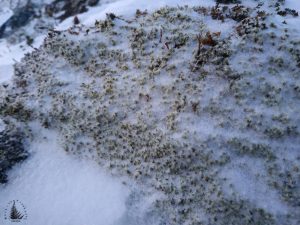 Arctic nature
