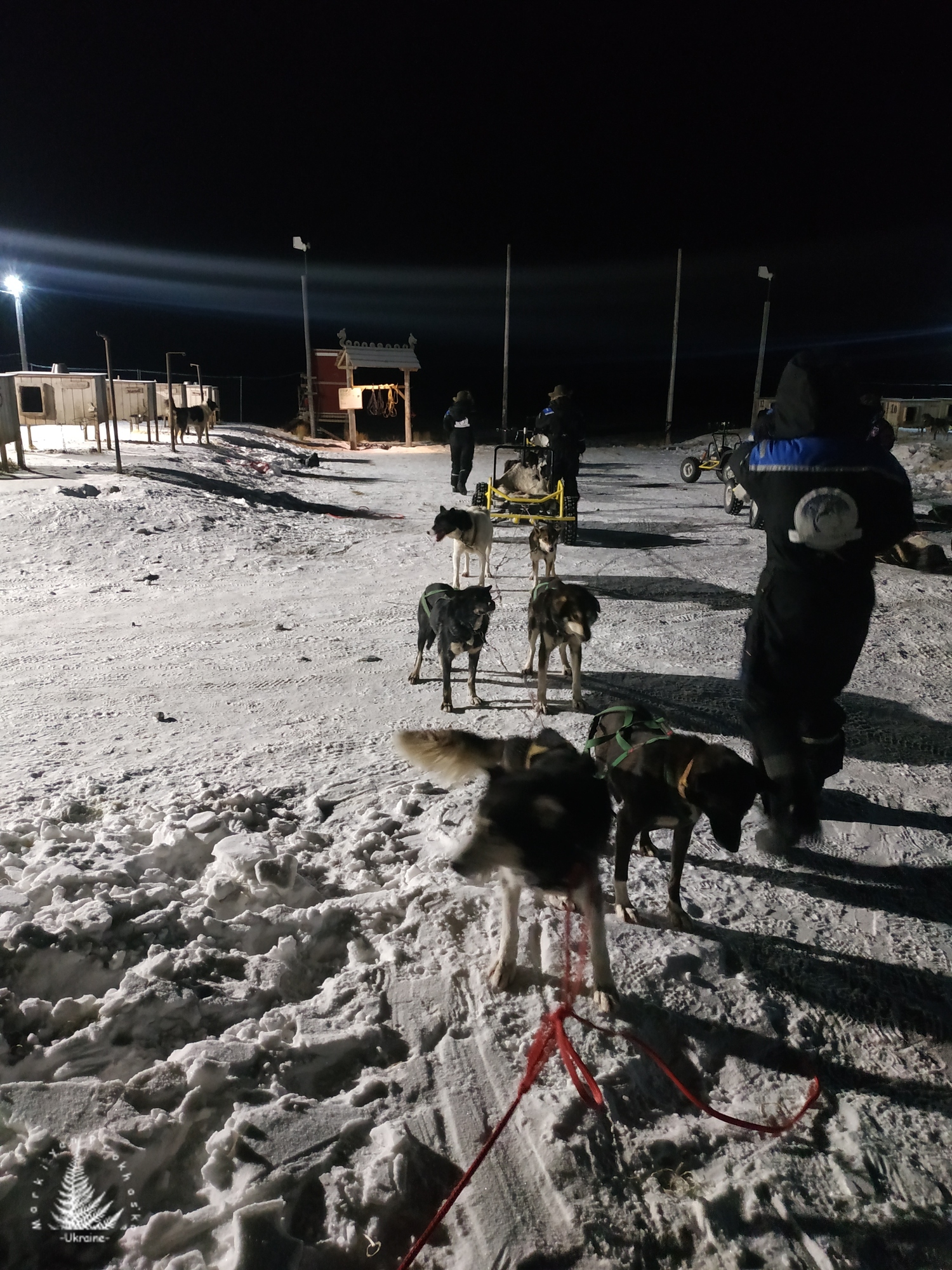 Dog sledding in the Arctic