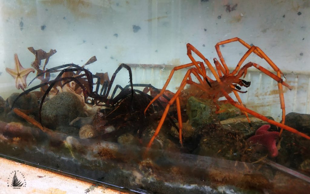 living creatures of antarctica