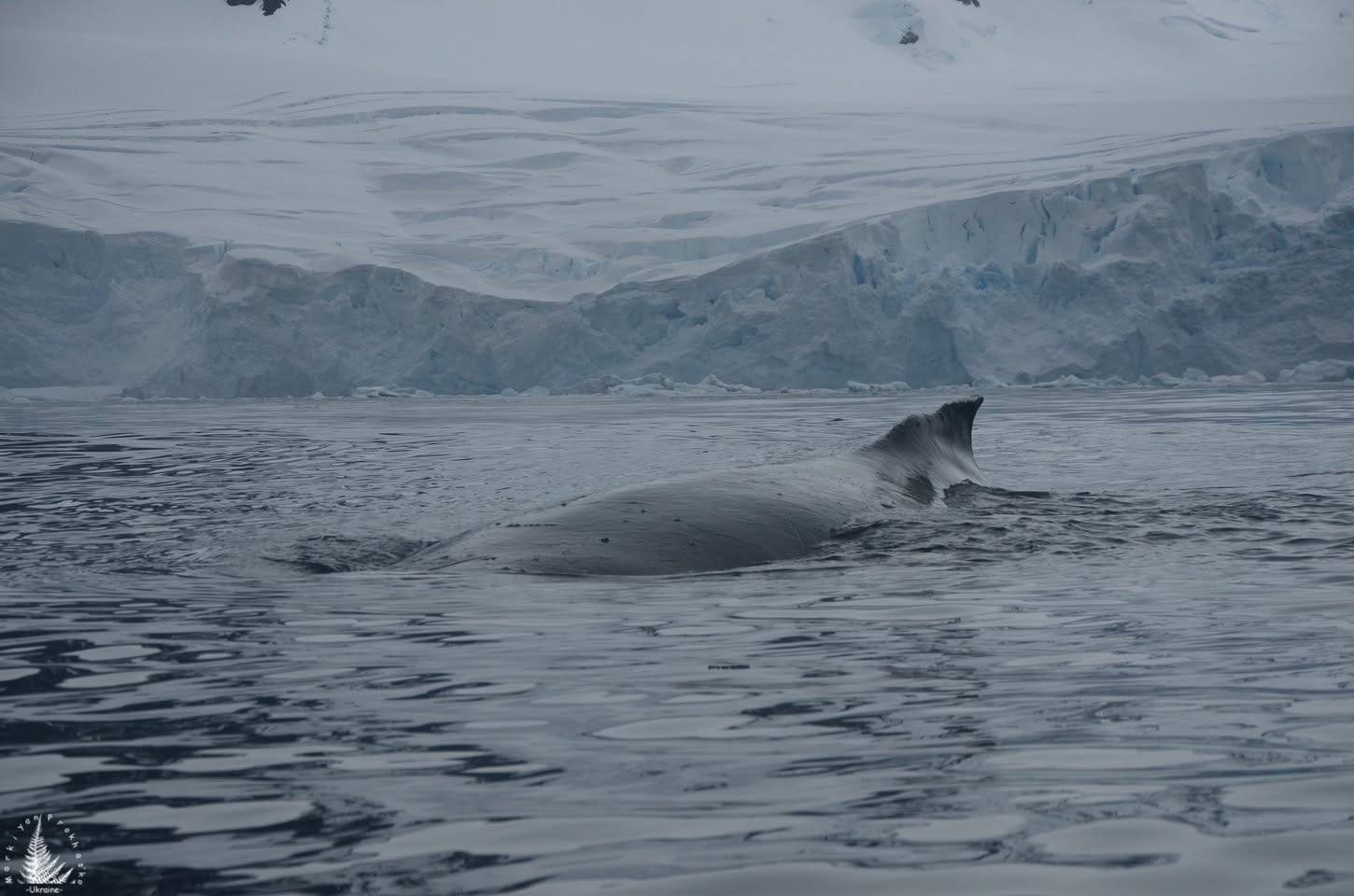 whales antarctica, кити антарктида